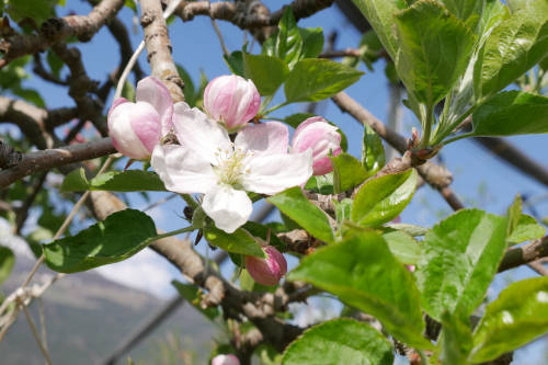 Saisonales Obst und Gemüse
